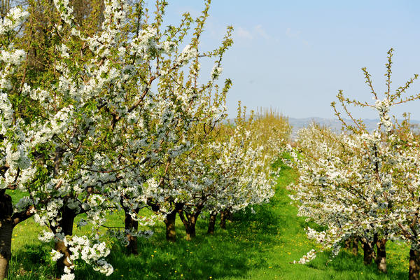 primavera nei colli di Sarego e Grancona, monti Berici occidentali settore Lonigo