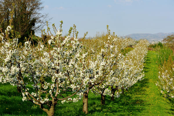 primavera nei colli di Sarego e Grancona, monti Berici occidentali settore Lonigo