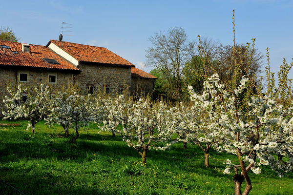 primavera nei colli di Sarego e Grancona, monti Berici occidentali settore Lonigo