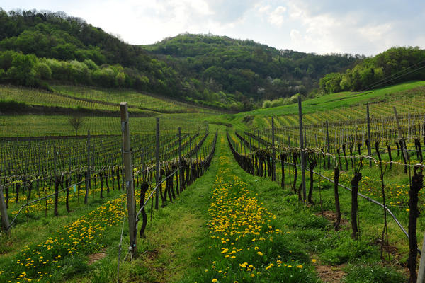 primavera nei colli di Sarego e Grancona, monti Berici occidentali settore Lonigo