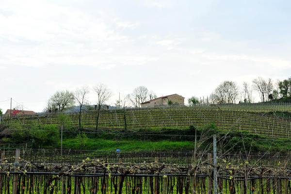 primavera nei colli di Sarego e Grancona, monti Berici occidentali settore Lonigo