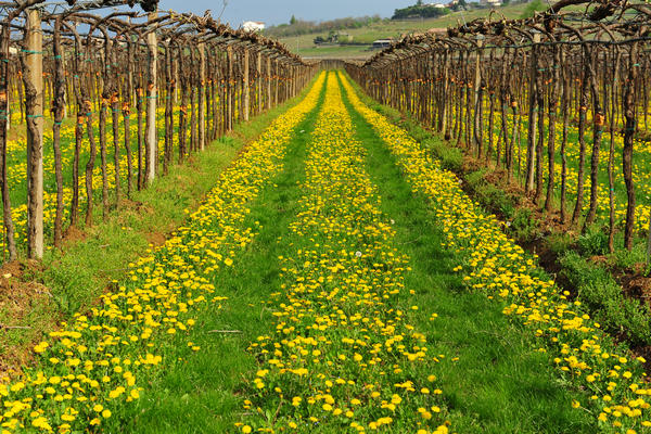 primavera nei colli di Sarego e Grancona, monti Berici occidentali settore Lonigo