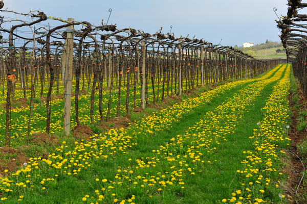 primavera nei colli di Sarego e Grancona, monti Berici occidentali settore Lonigo