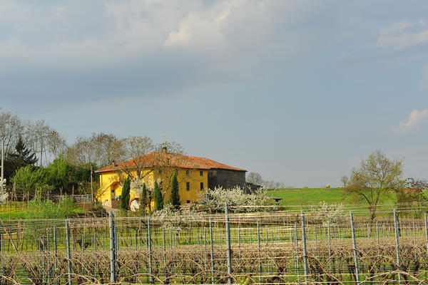 primavera nei colli di Sarego e Grancona, monti Berici occidentali settore Lonigo