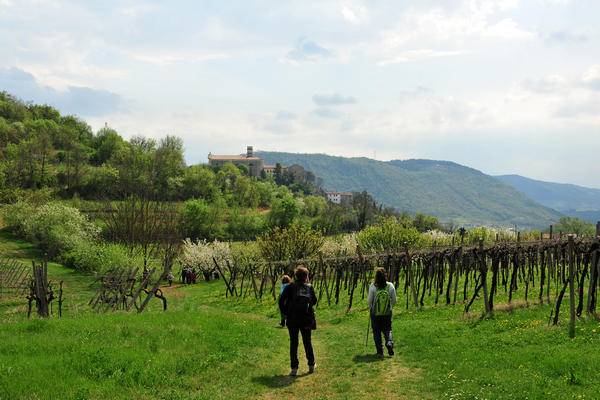 primavera nei colli di Sarego e Grancona, monti Berici occidentali settore Lonigo