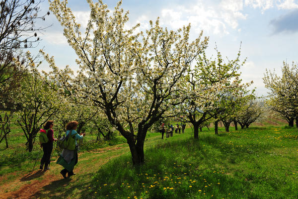primavera nei colli di Sarego e Grancona, monti Berici occidentali settore Lonigo