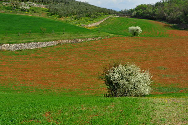 primavera nei colli di Sarego e Grancona, monti Berici occidentali settore Lonigo