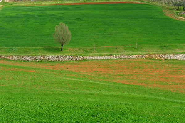 primavera nei colli di Sarego e Grancona, monti Berici occidentali settore Lonigo