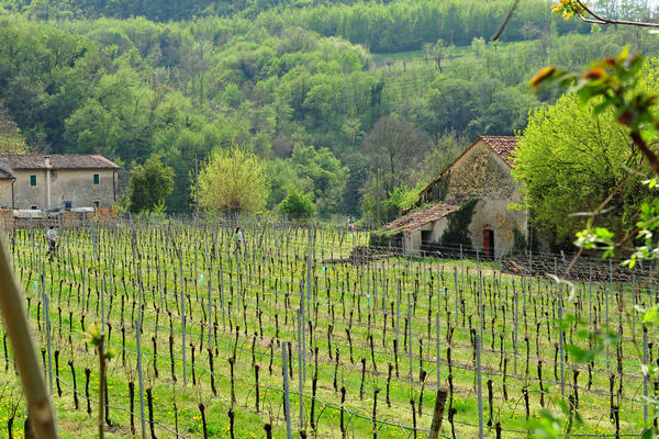primavera nei colli di Sarego e Grancona, monti Berici occidentali settore Lonigo