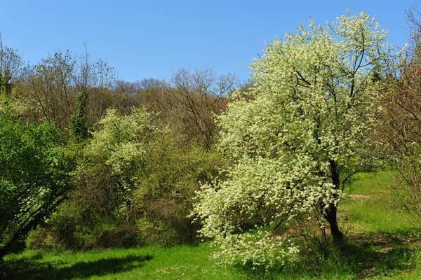 Sossano, Campolongo Val Liona, monte Cistorello, Riveselle Toara