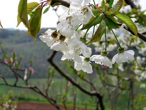 Altopiano di Pozzolo, Villaga - Monti Berici
