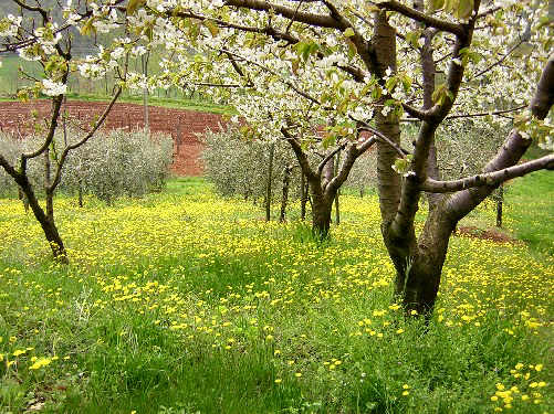 Altopiano di Pozzolo, Villaga - Monti Berici