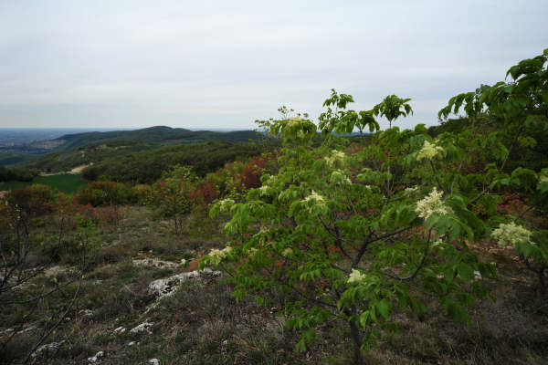 Eremo San Donato Villaga Pozzolo Scudellette Barbarano