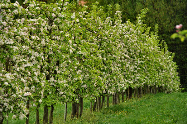 Eremo San Donato Villaga Pozzolo Scudellette Barbarano