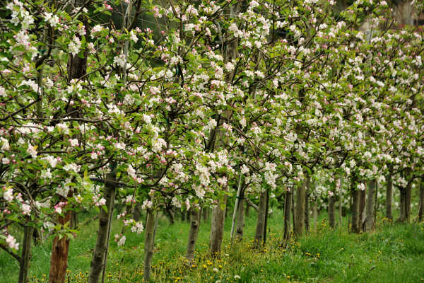 Eremo San Donato Villaga Pozzolo Scudellette Barbarano
