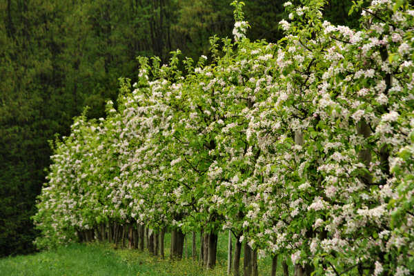 Eremo San Donato Villaga Pozzolo Scudellette Barbarano