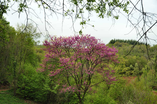 Eremo San Donato Villaga Pozzolo Scudellette Barbarano