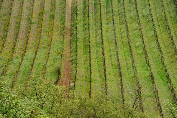 Eremo San Donato Villaga Pozzolo Scudellette Barbarano