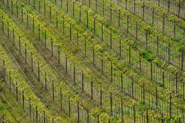 Eremo San Donato Villaga Pozzolo Scudellette Barbarano