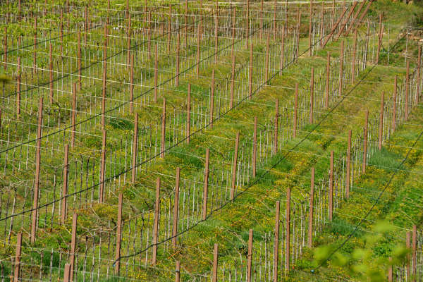 Eremo San Donato Villaga Pozzolo Scudellette Barbarano