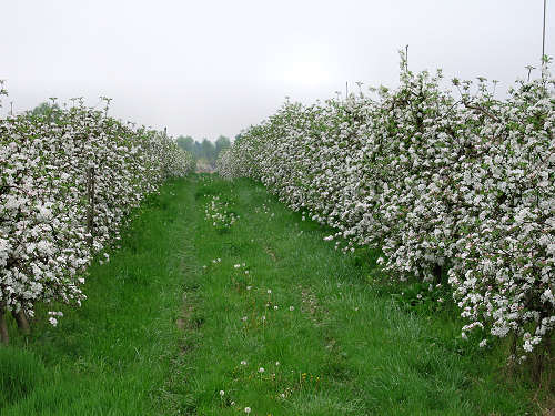 da Montagnana a Legnago