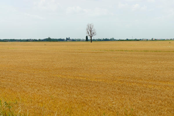 Padova, Monselice, Rovigo, Ferrara - Cammino Sant'Antonio