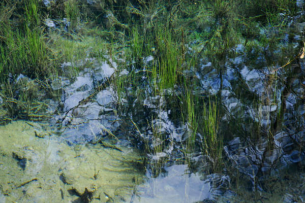 area archeologica nauturalistica di Lagole a Calalzo di Cadore, Belluno Dolomiti