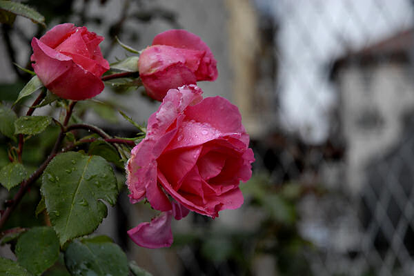 Lorenzago di Cadore, Belluno Dolomiti