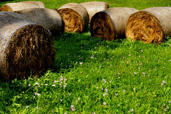 percorso Nordic Walking San Vito di Cadore Dolomiti