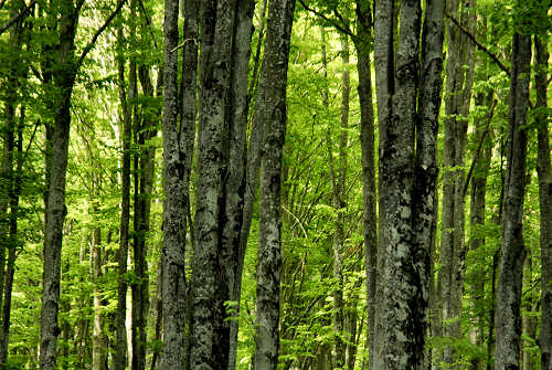 Vallorch passeggiata Pizzoch Millifret Col dela Feda Strada Taffarel