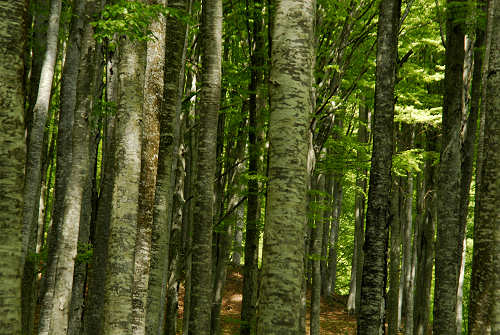 Vallorch passeggiata Pizzoch Millifret Col dela Feda Strada Taffarel