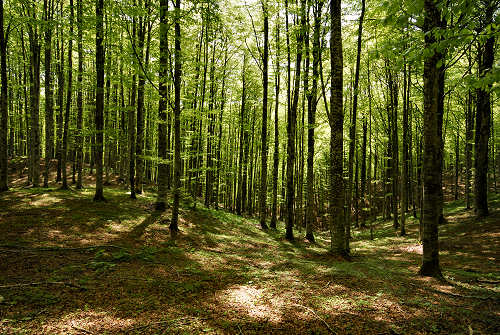 Vallorch passeggiata Pizzoch Millifret Col dela Feda Strada Taffarel