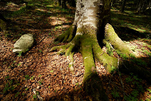 Vallorch passeggiata Pizzoch Millifret Col dela Feda Strada Taffarel