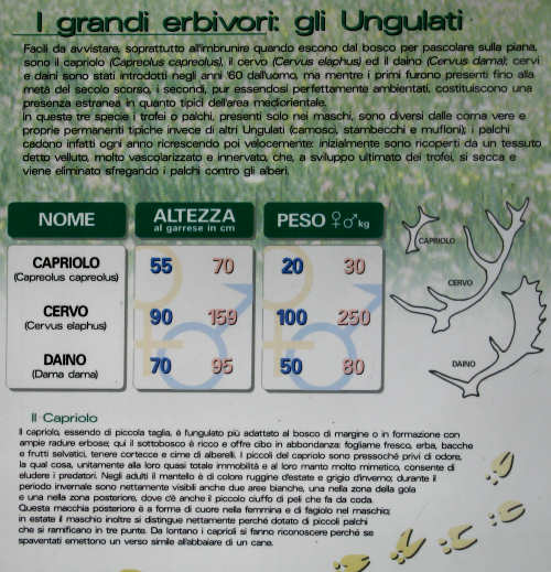 Pian Cansiglio - Foresta del Cansiglio