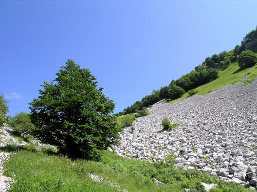 Prati Forador - Cansiglio