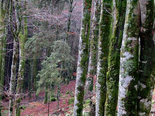 autunno in Valmenera nella Piana del Cansiglio