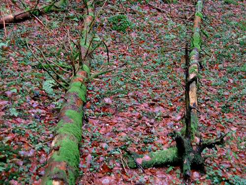 autunno in Valmenera nella Piana del Cansiglio