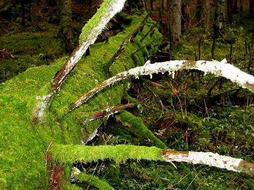 autunno in Valmenera nella Piana del Cansiglio