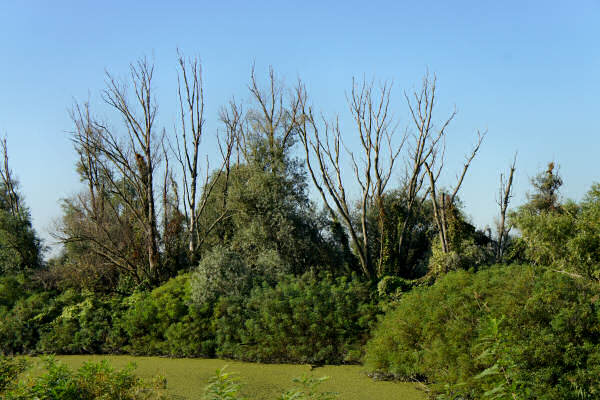Cicloturismo bocche del Po di Goro e Po di Gnocca