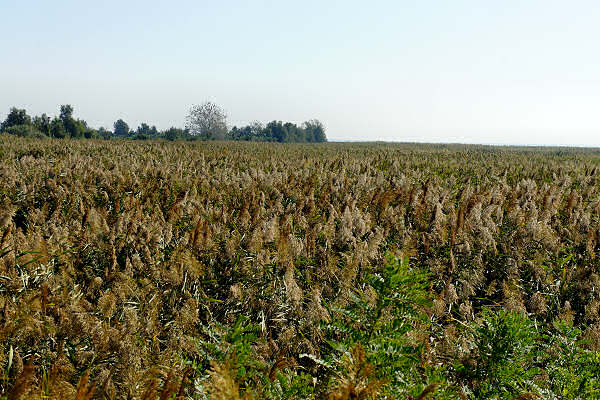 Cicloturismo bocche del Po di Goro e Po di Gnocca