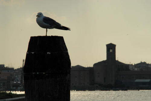Chioggia