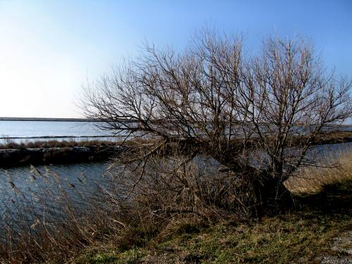 Boccasette - Porto Tolle