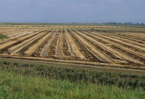 Sacca Scardovari - Porto Tolle