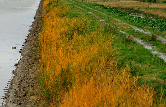 Isola della Donzella, Sacca Scardovari, Santa Giulia