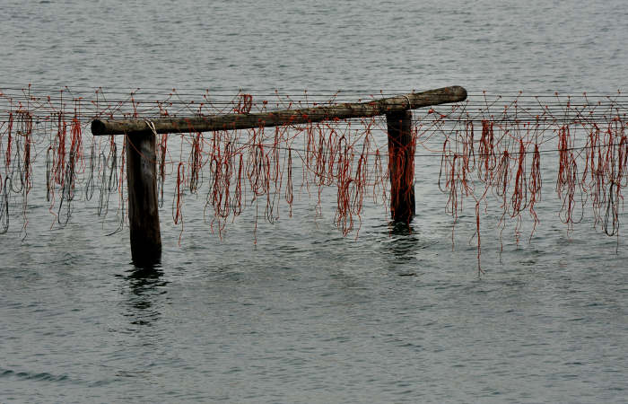Isola della Donzella, Sacca Scardovari, Santa Giulia