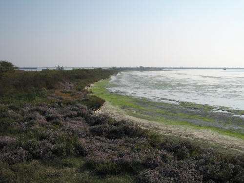 Isola di Polesine Camerini - Porto Tolle, Delta del Po