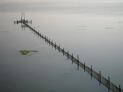 Isola di Polesine Camerini - Porto Tolle, Delta del Po