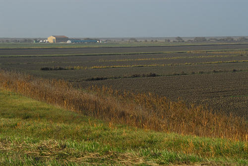 la campagna di Porto Tolle lungo gli argini della Sacca Scardovari