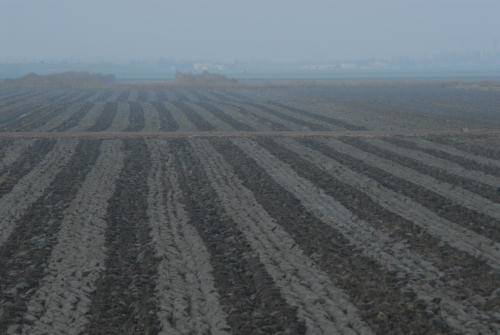 la campagna di Porto Tolle lungo gli argini della Sacca Scardovari