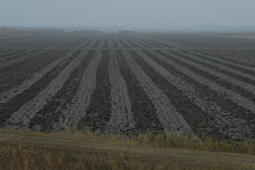 la campagna di Porto Tolle lungo gli argini della Sacca Scardovari